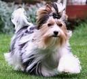 biewer yorkshire terrier